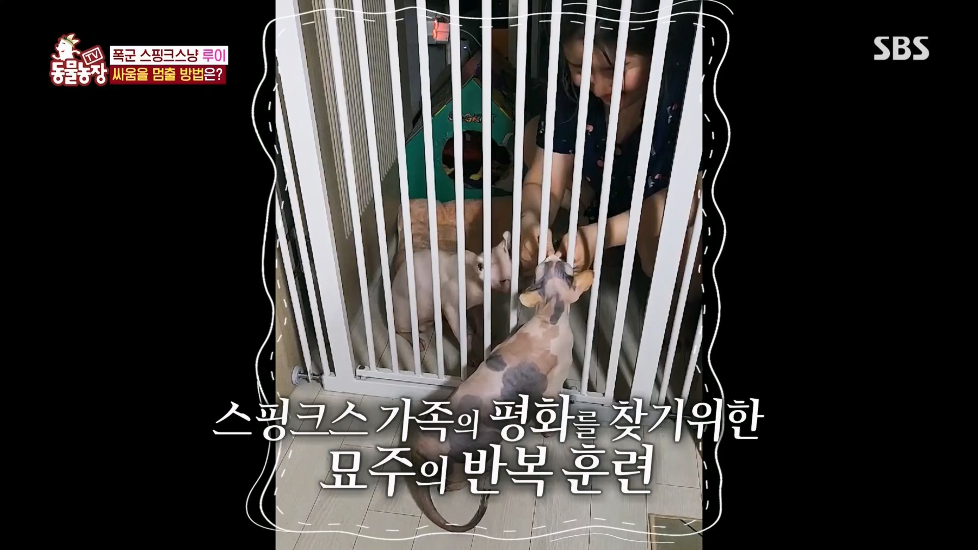 TV 동물농장.E1116.230416p.H264-F1RST.mp4_20230418_194211.801.jpg