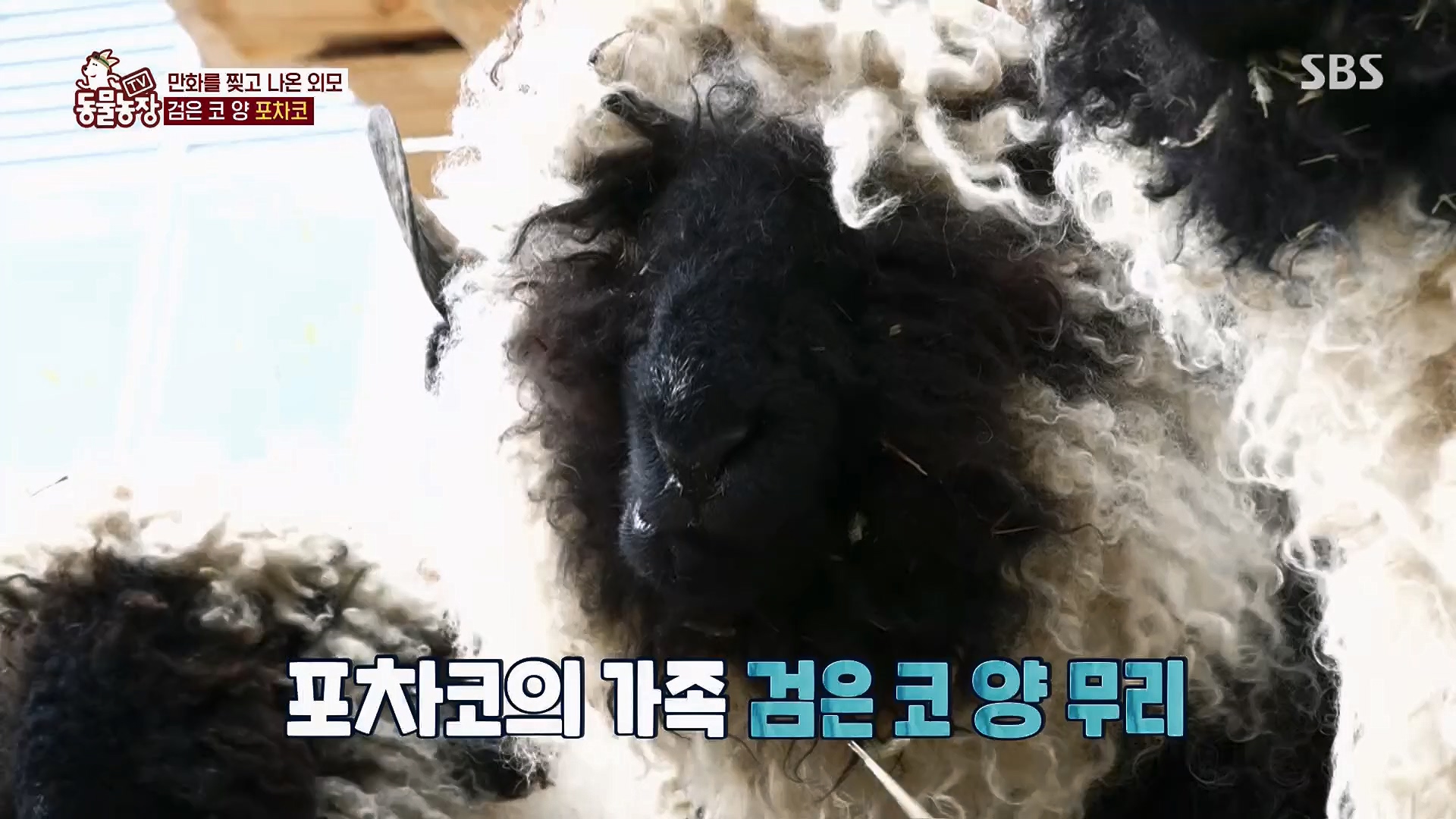 TV 동물농장.E1119.230507p.H264-F1RST.mp4_20230507_135921.571.jpg