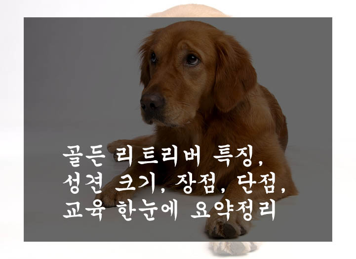  골든 리트리버 특징, 성견 크기, 장점, 단점, 교육 한눈에 요약정리