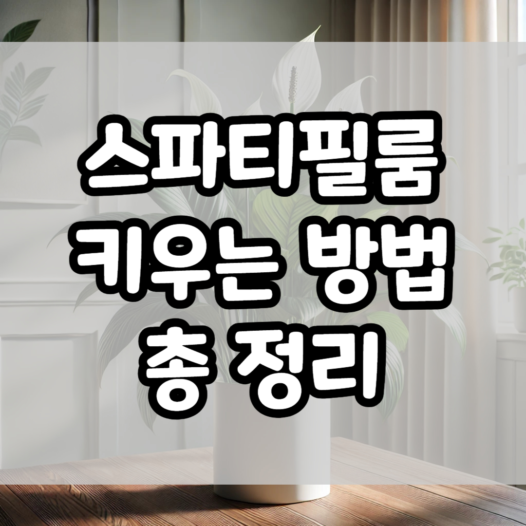 스파티필룸 키우기, 관리 방법