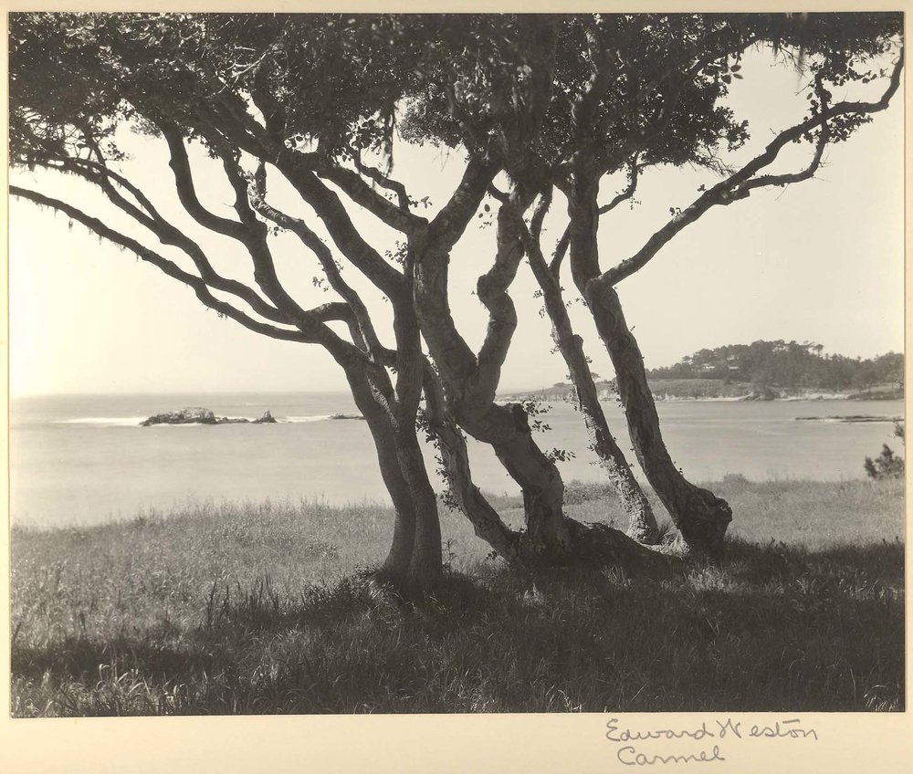 Carmel&#44; Trees&#44; c. 1940ⓒEDWARD WESTON