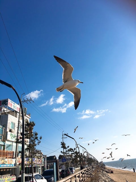 발왕산 케이블카