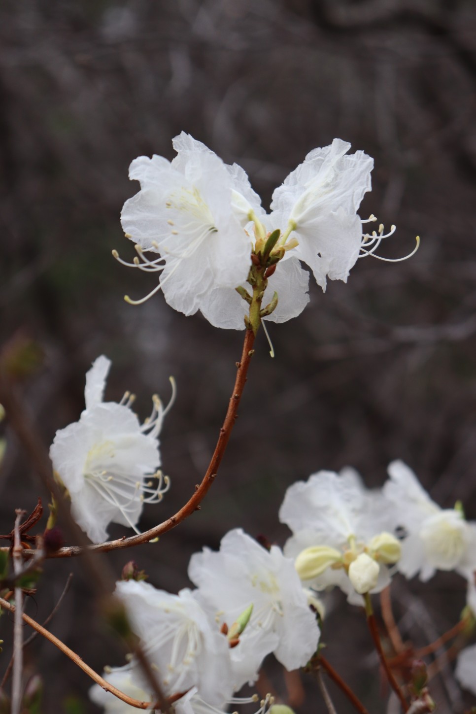 홍릉시험림(홍릉수목원) #페이지 토.일요일서울가볼만한곳 84