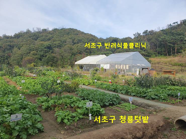 서초구 청룡텃밭