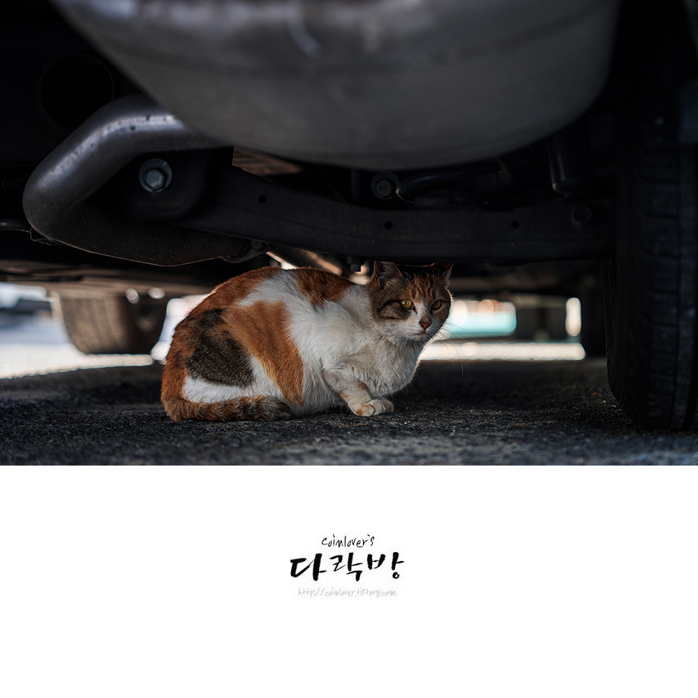 오늘의 길냥이 - 새침룩이와 1