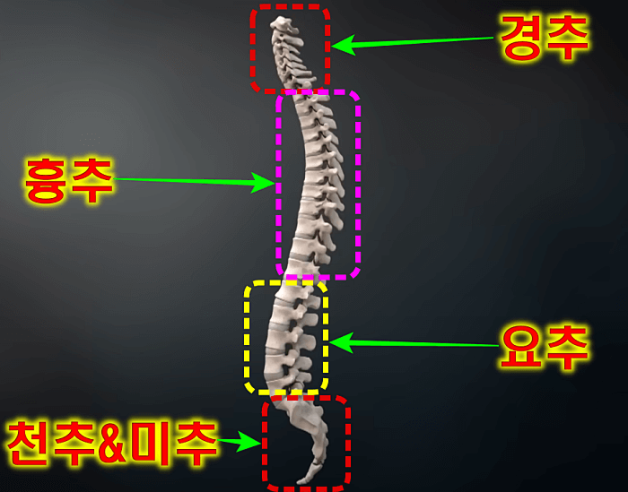 척추-구조-흉추
