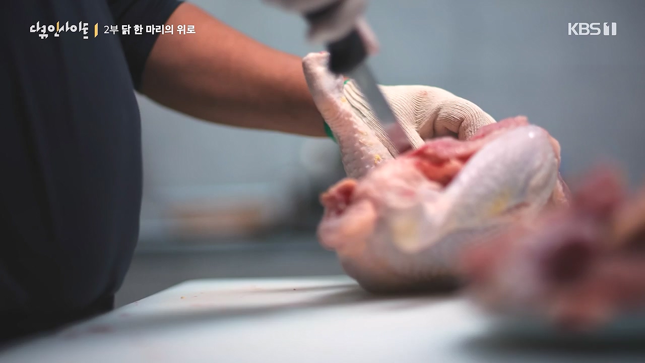 다큐 인사이트.E191.240532p-NEXT.mp4_20240601_163413.542.jpg