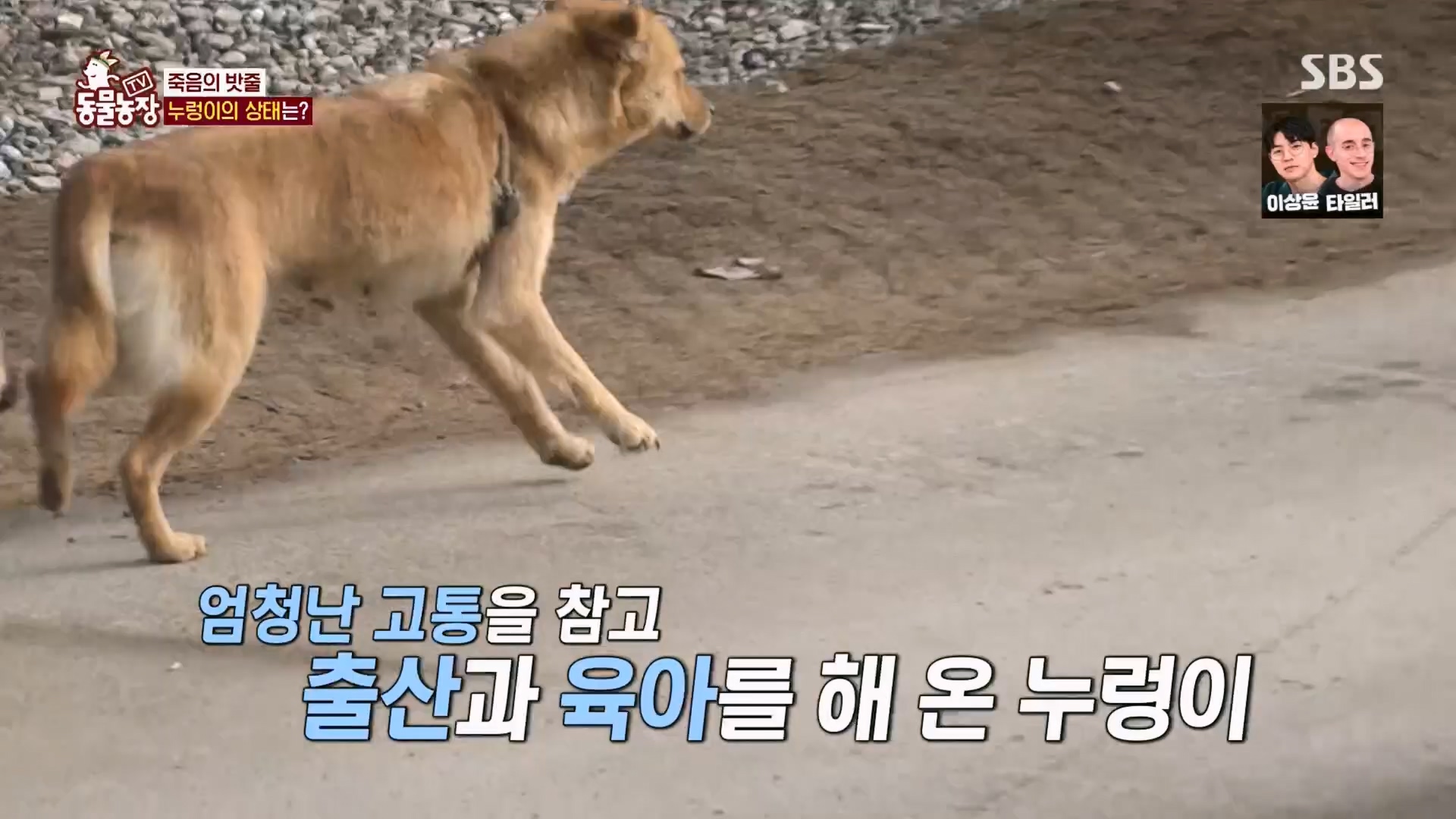 TV 동물농장.E1159.240218p.H264-F1RST.mp4_20240218_170013.891.jpg