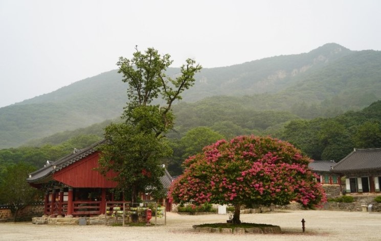 고창 가볼만한 곳 선운사