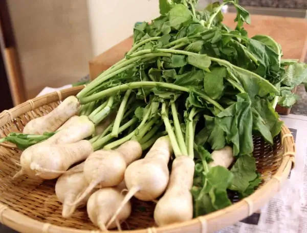 총각무/알타리 Ponytail radish (source: www.maangchi.com/)