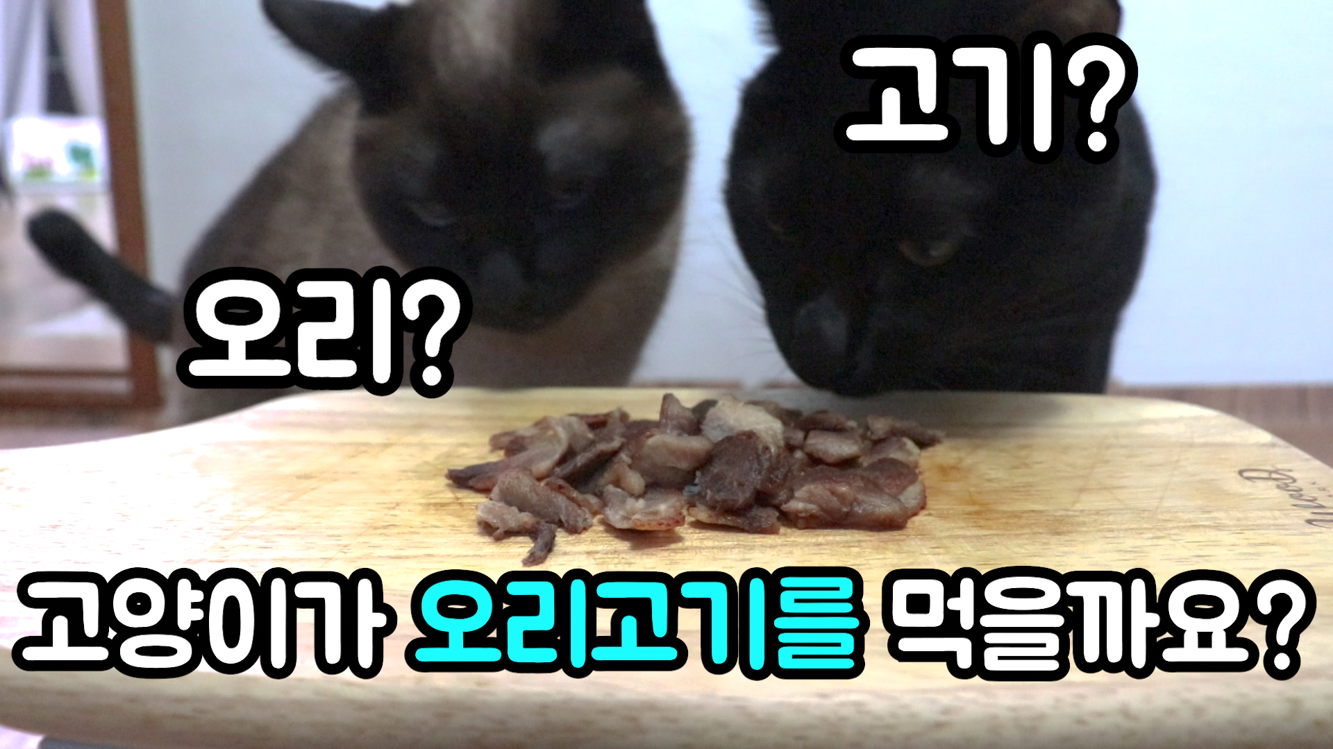  고양이가 오리고기를 먹을까요?