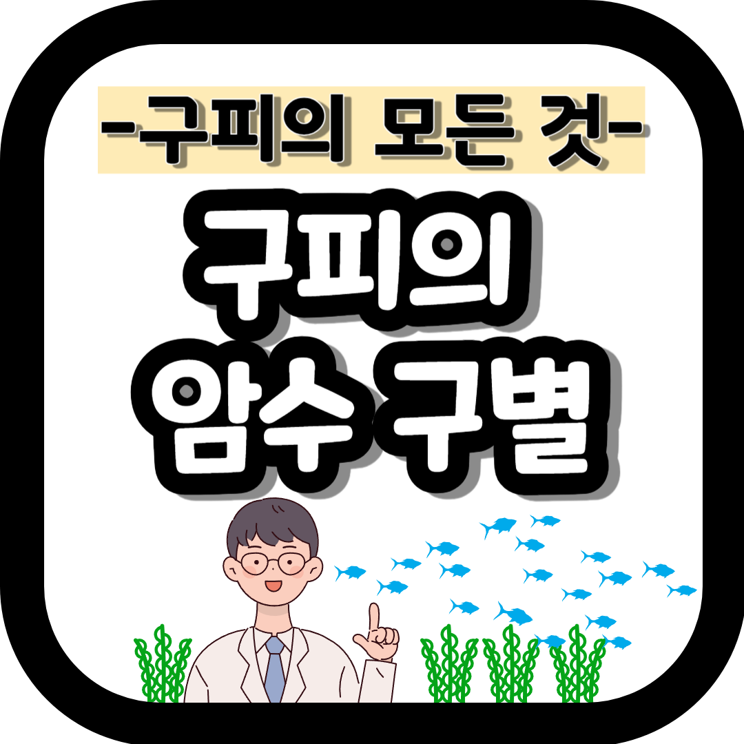 구피 암수 구별하는 방법