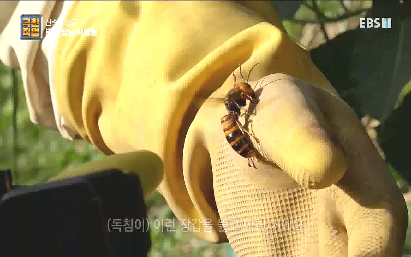 벌집 찾는 사람들.mp4_20221006_212403.450.jpg