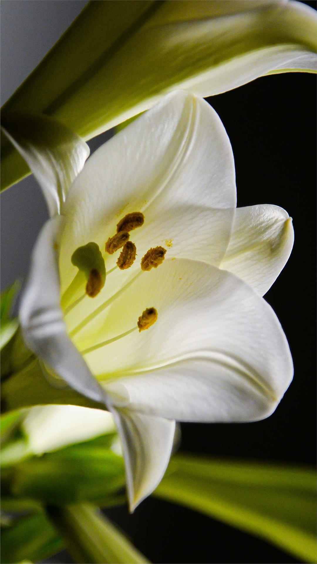 Lily Flower iPhone Wallpaper