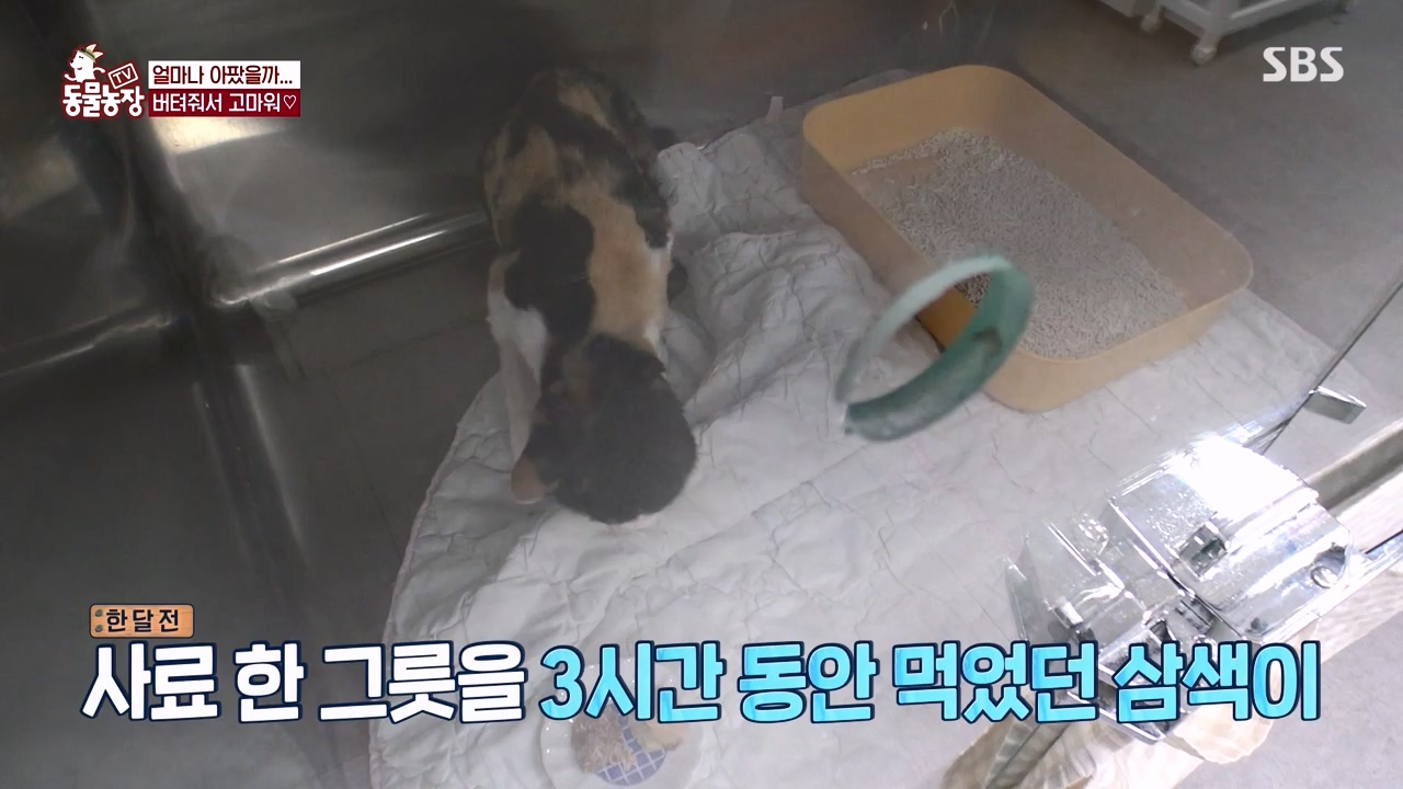 TV 동물농장.E1143.231030p-NEXT.mp4_20231029_164145.676.jpg