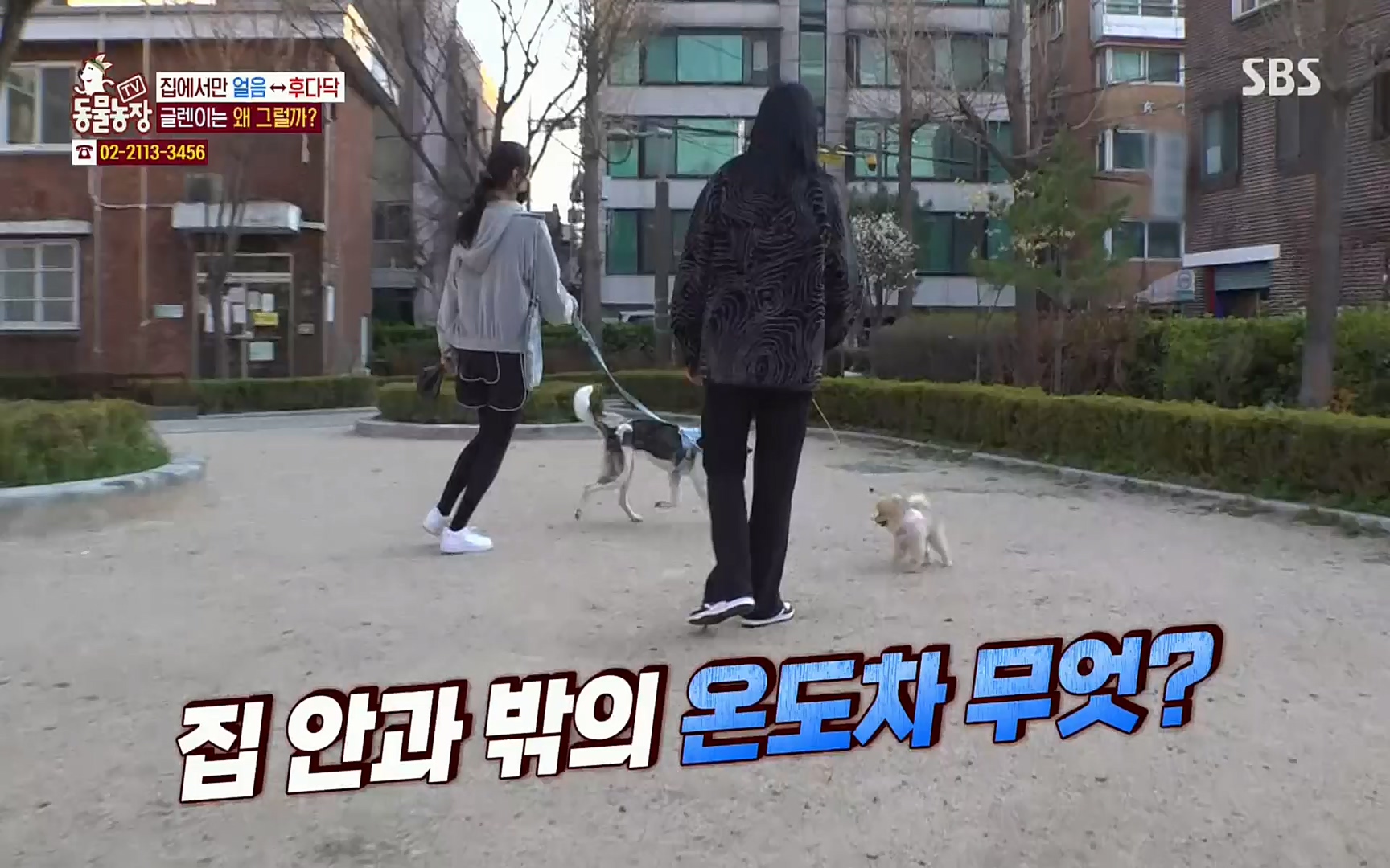 TV 동물농장.E1066.220424p.H264-F1RST.mp4_20220424_201019.916.jpg