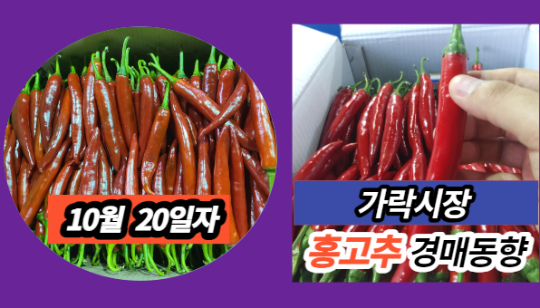  [경매사 일일보고] 10월 20일자 가락시장 홍고추 경매동향을 살펴보겠습니다!