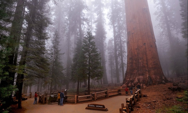 sequoia thumbnail
