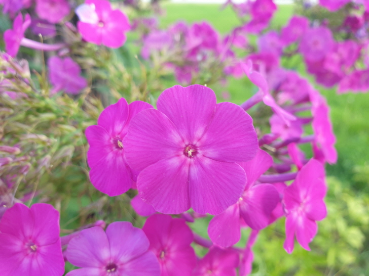 진분홍색꽃-플록스