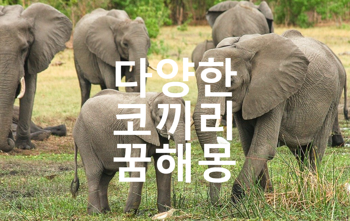  코끼리 꿈해몽