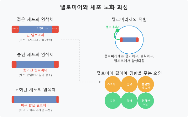 텔로미어 길이 변화와 노화 과정을 보여주는 다이어그램