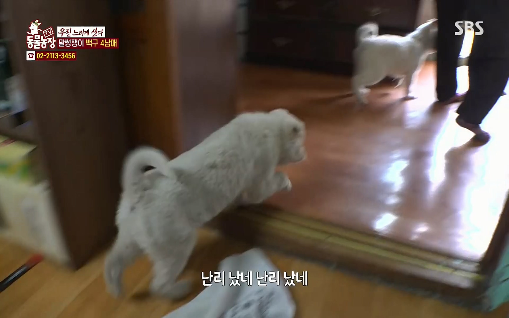 TV 동물농장.E1067.220501p.H264-F1RST.mp4_20220501_185019.605.jpg