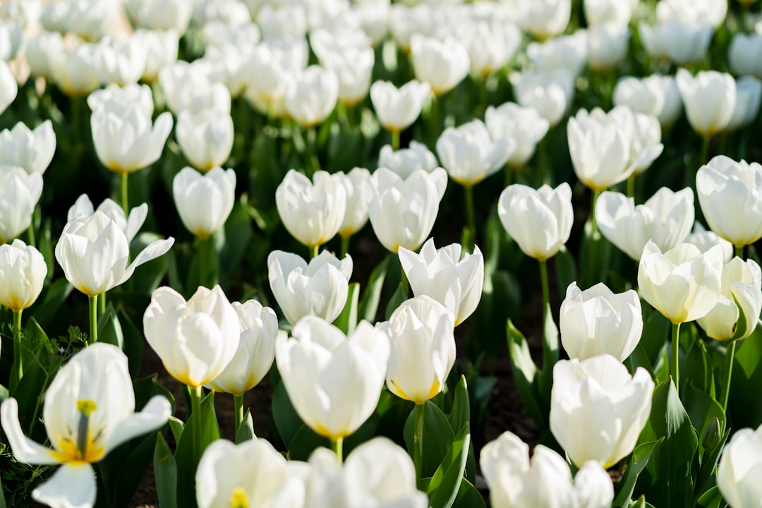 Tulip