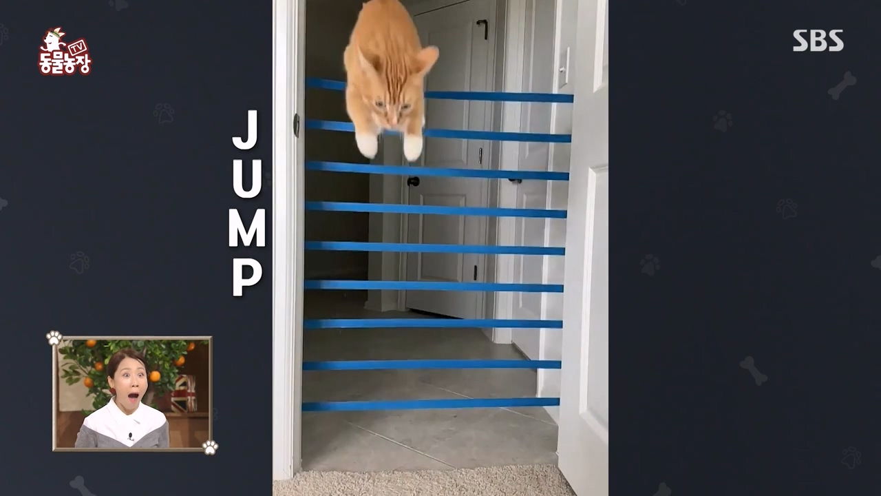 TV 동물농장.E1143.231030p-NEXT.mp4_20231029_161048.981.jpg