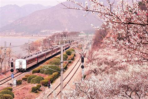 영남 숨은 매화 명소, 양산 원동매화축제 완벽 가이드, 꿀팁, 일정, 방문계획