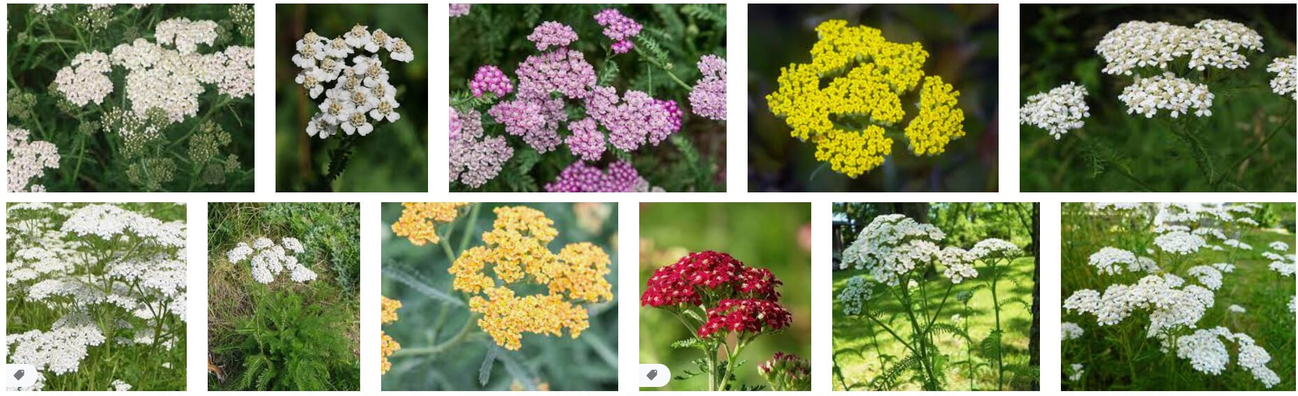 의학용어 Achillea millefolium = yarrow 서양톱풀