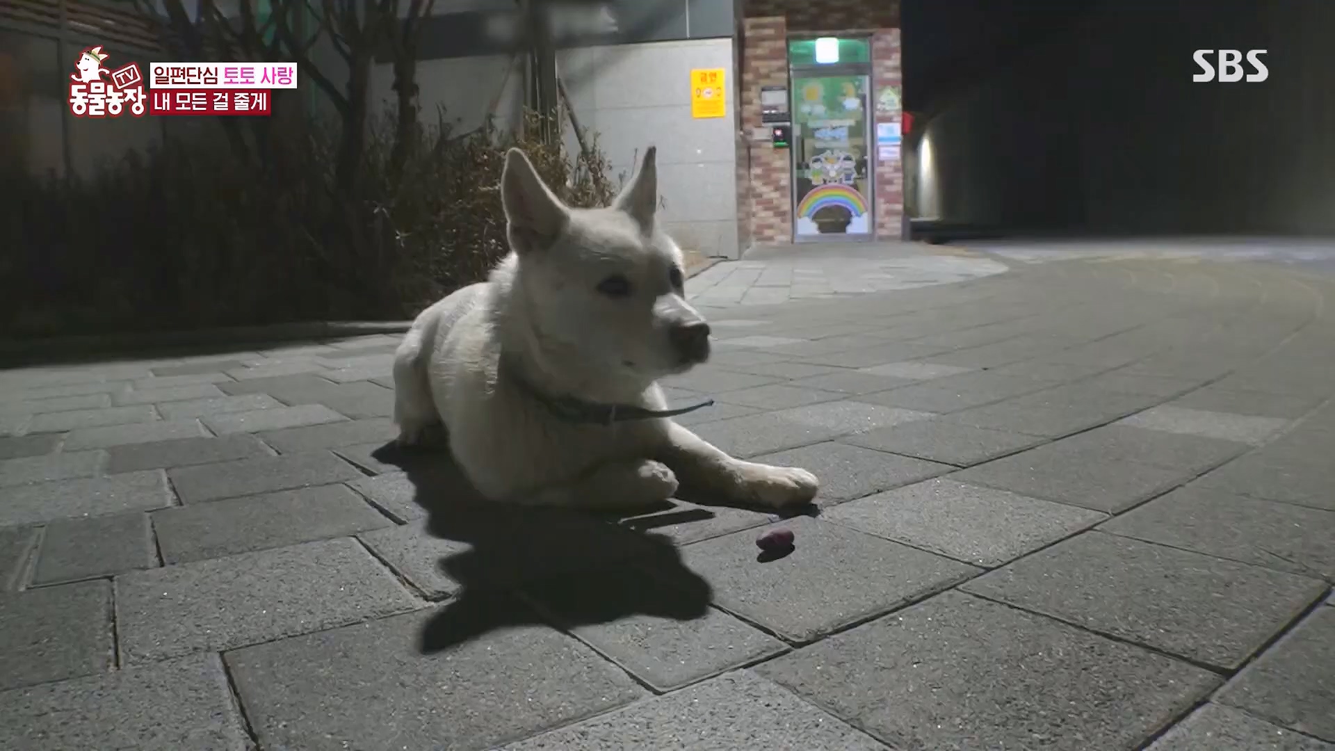 TV 동물농장.E1118.230430p.H264-F1RST.mp4_20230430_172338.219.jpg