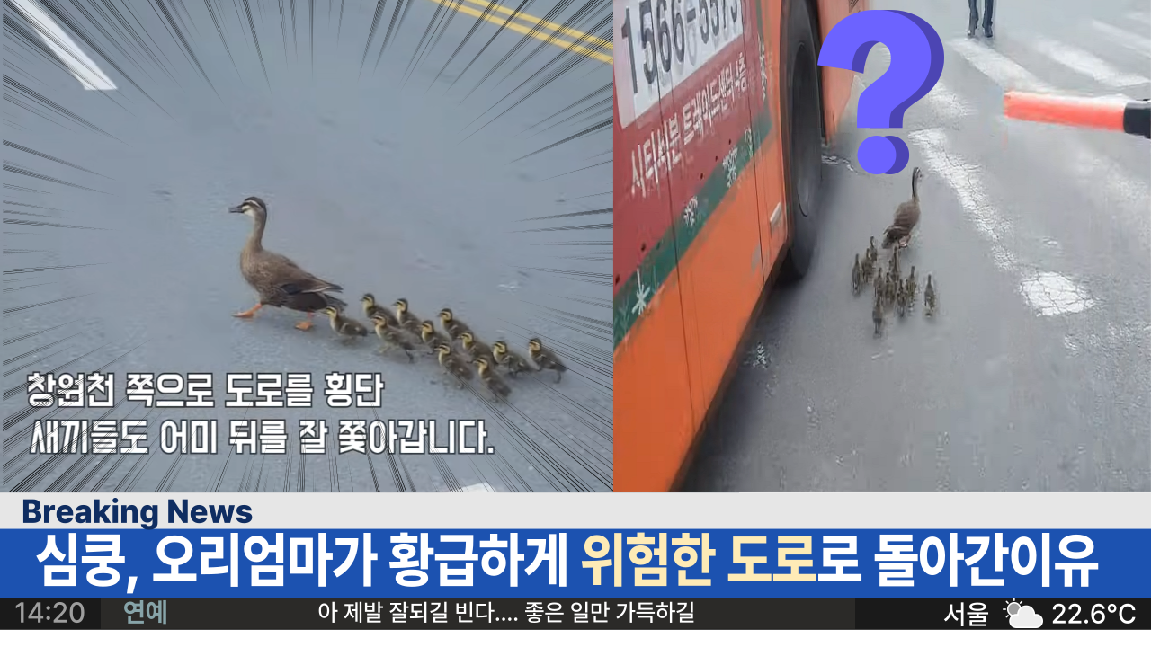  '폭풍 감동 주의' 경남 창원에서 있었던 오리가족의 감동적인 이사 중 다급하게 경찰관 분이 뛰어간 이유