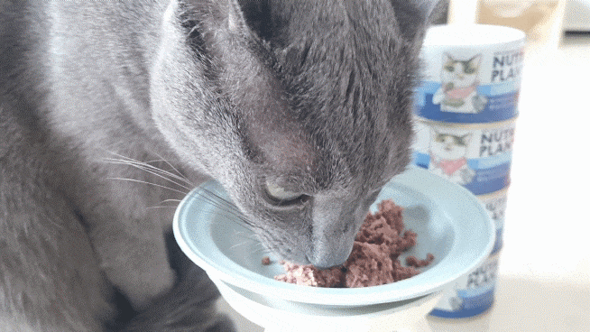 구냥이 고양이캔으로 네 건강관리해요 13