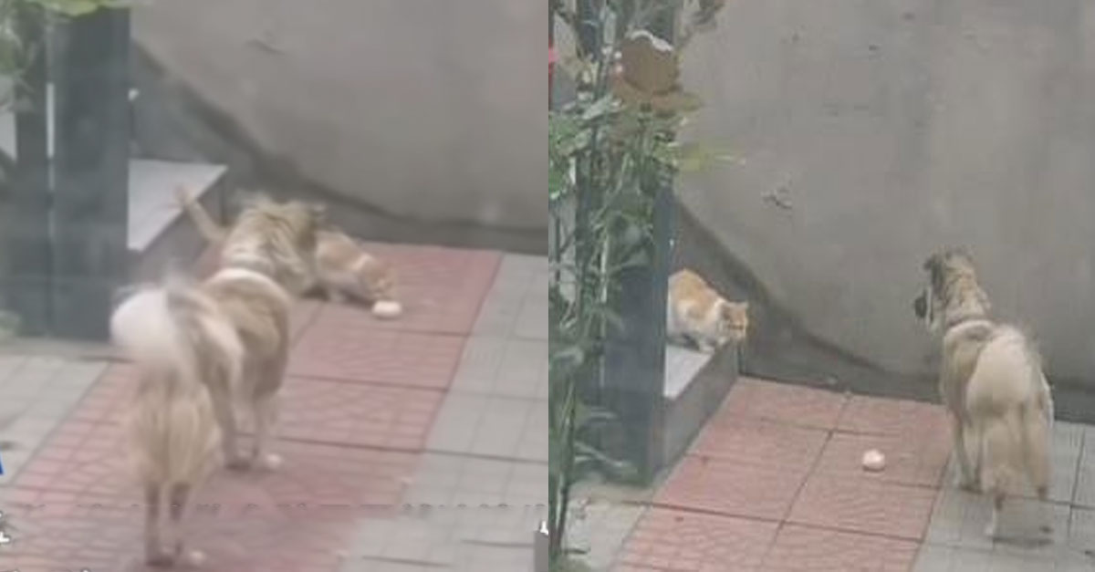  굶주린 길냥이가 정원에 들어오는 것을 본 강아지의 반응