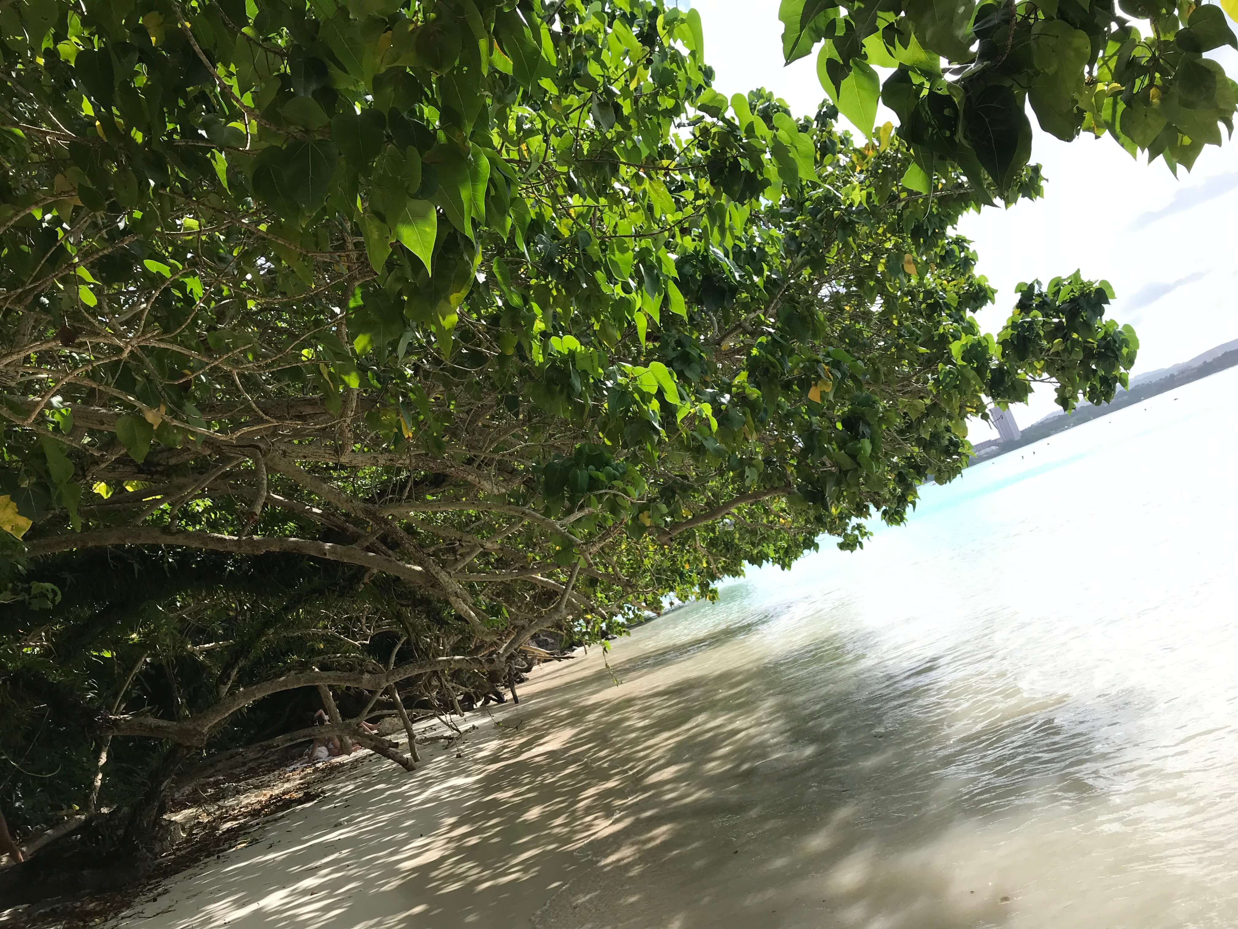 투몬 베이 해변의 나무 모습
