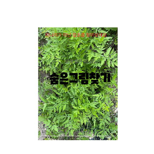 가짜 미나리(숨은 그림 찾기)