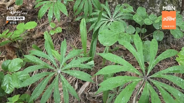 나는 자연인이다.E558.230615p-NEXT.mp4_20230615_200816.458.jpg