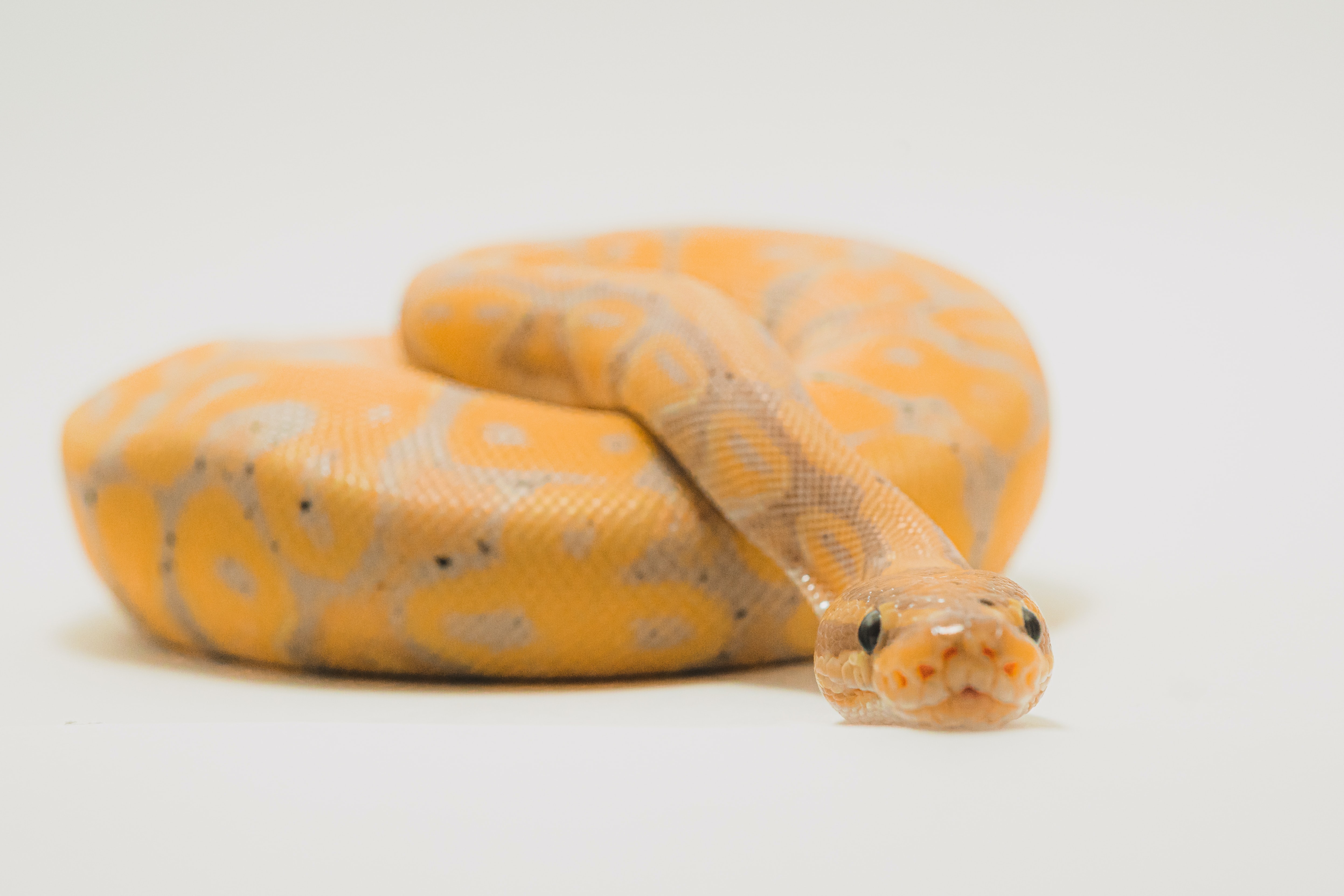노란뱀-사진