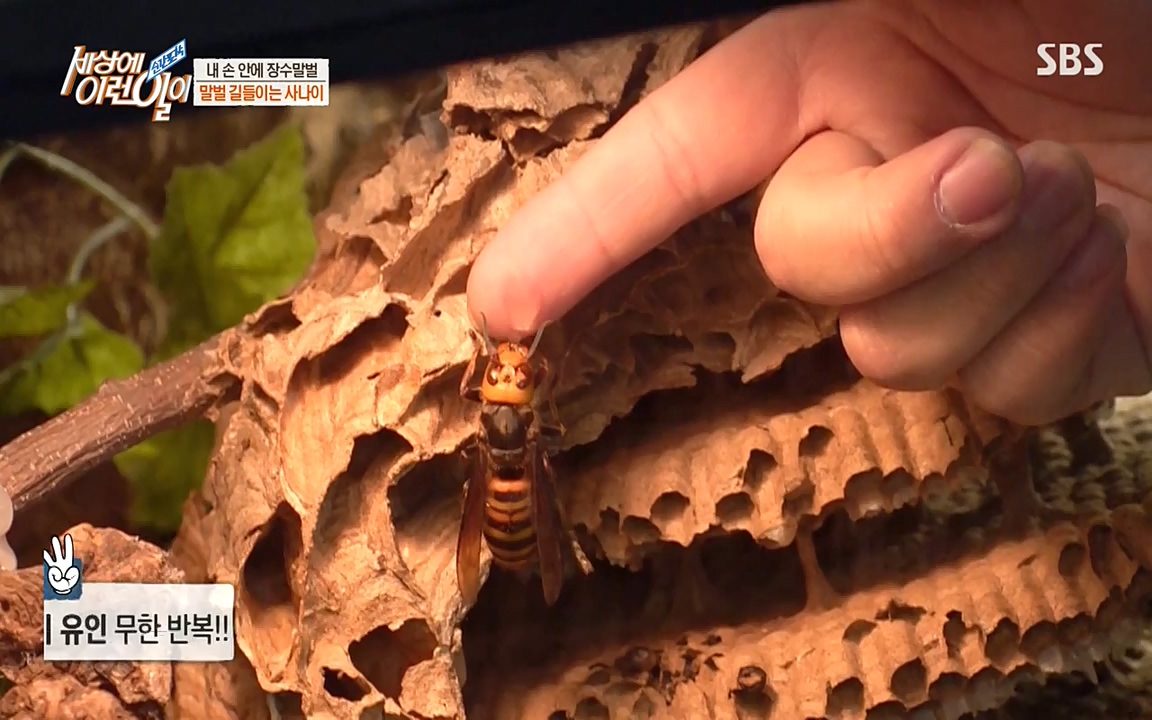 순간포착 세상에 이런일이.E1180.220518p-NEXT.mp4_20220518_181618.666.jpg