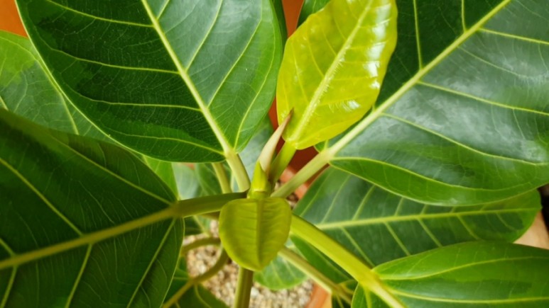 식물 인테리어로 뱅갈고무 나무 키우기 집에서 키우는 거실 반려 23