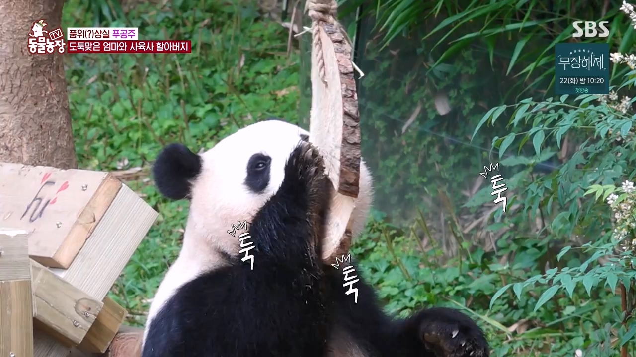 TV 동물농장.E1133.230814p-NEXT.mp4_20230813_171339.334.jpg