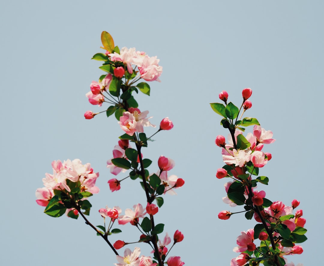 'Blossom'
