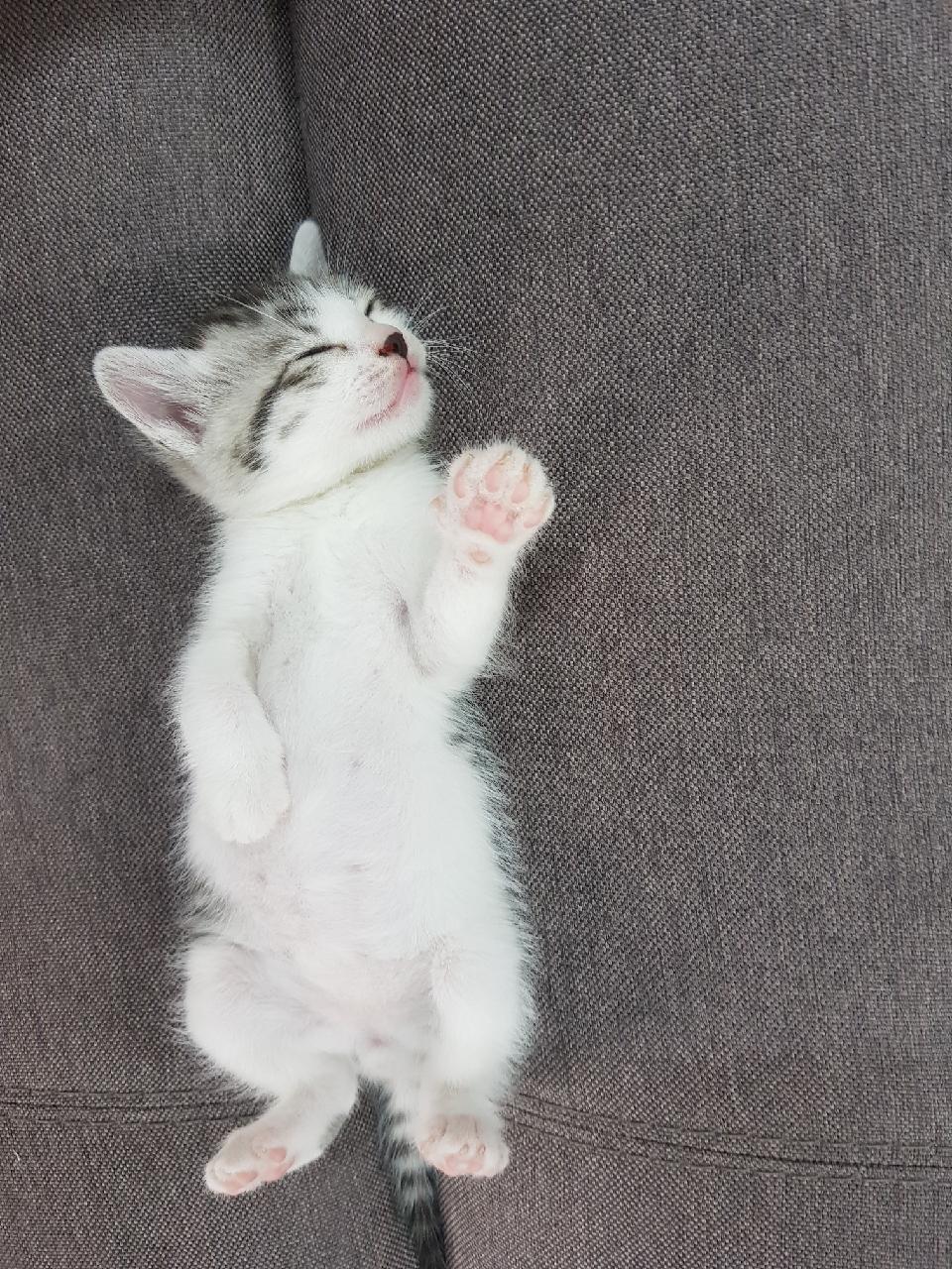 실내 고양이 30일 행동 개선