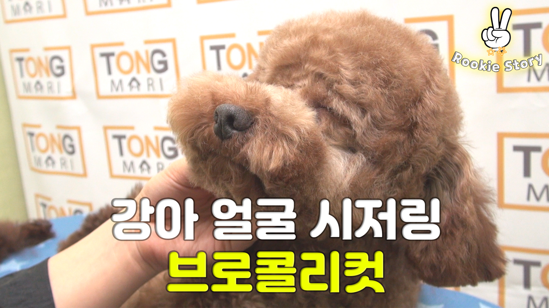  강아지 얼굴 시저링 가위미용 푸들 브로콜리