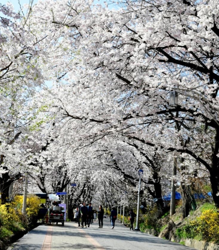 서울 벚꽃 명소인 강화산성 북문 풍경