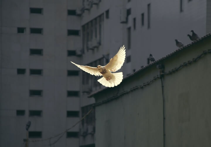 평화의상징-비둘기