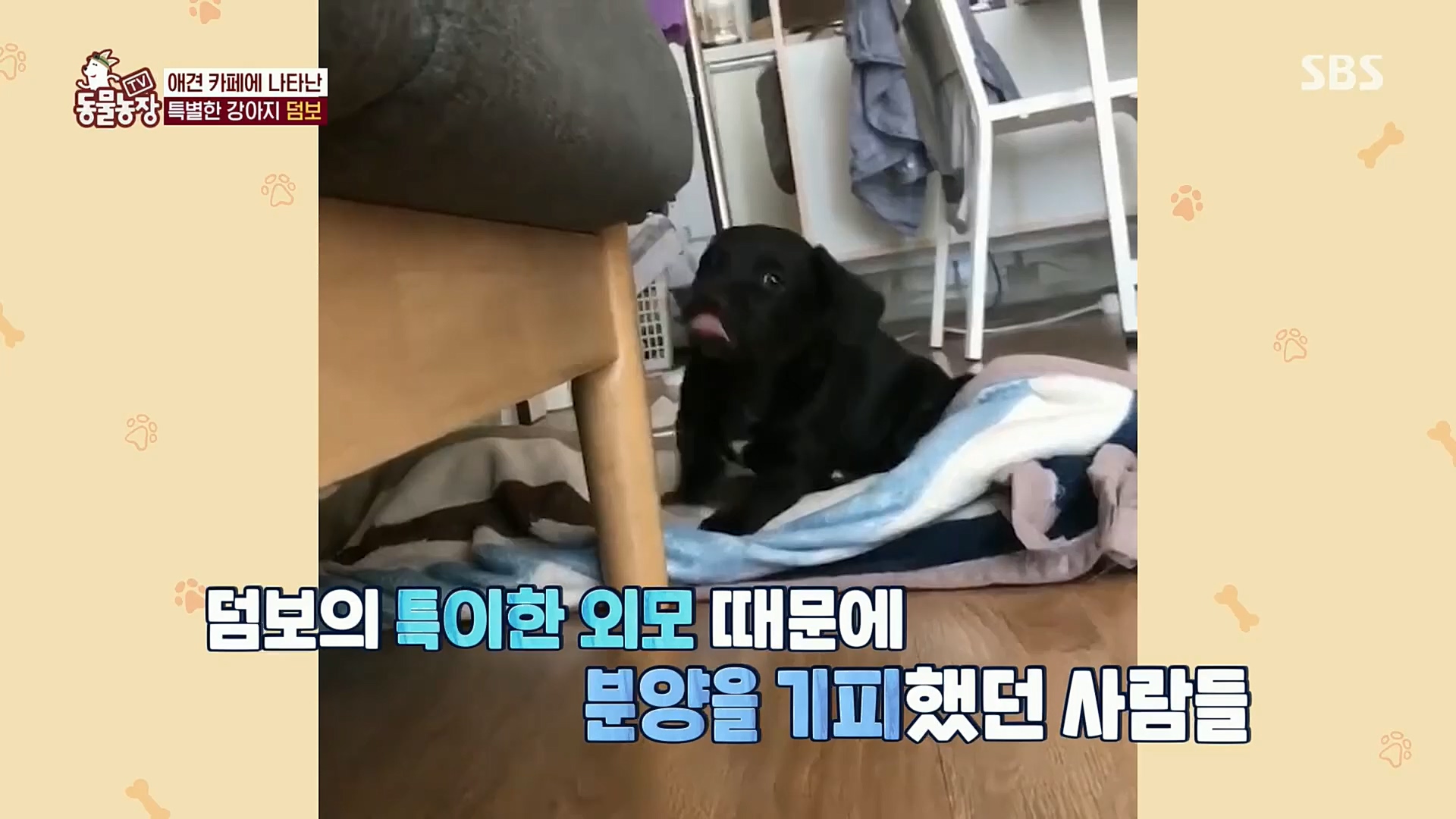 TV 동물농장.E1098.221204p.H264-F1RST.mp4_20221204_175413.729.jpg