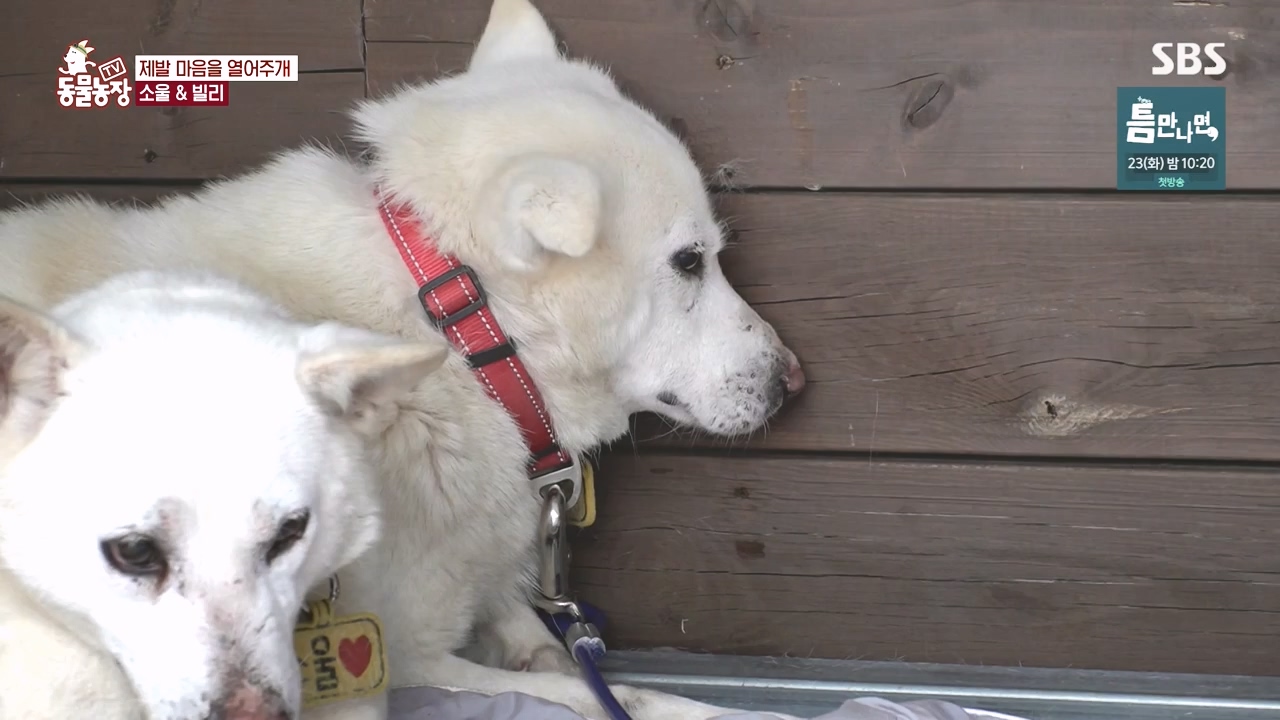 TV 동물농장.E1167.240415p-NEXT.mp4_20240414_160938.468.jpg