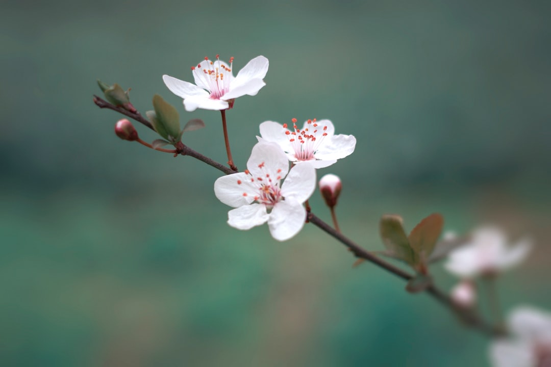 Cherry blossom.