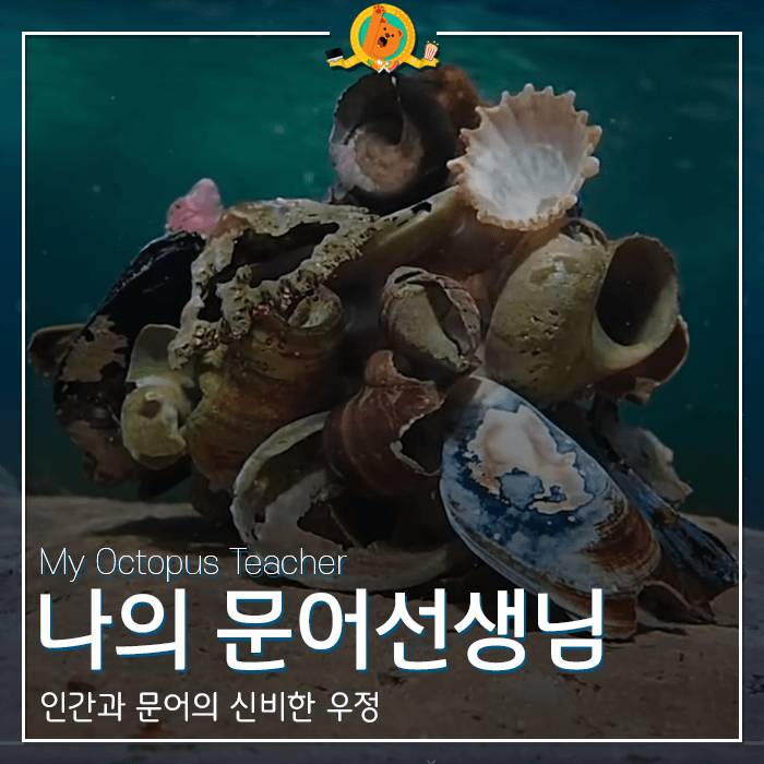  넷플릭스 영화 [나의 문어 선생님] 감상기 <스포없는 리뷰>